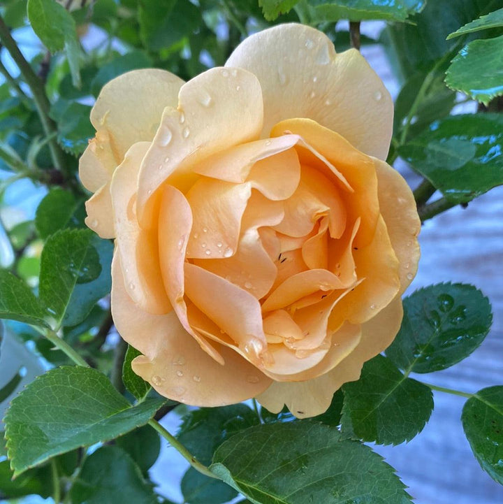 Julia Child™ Rose