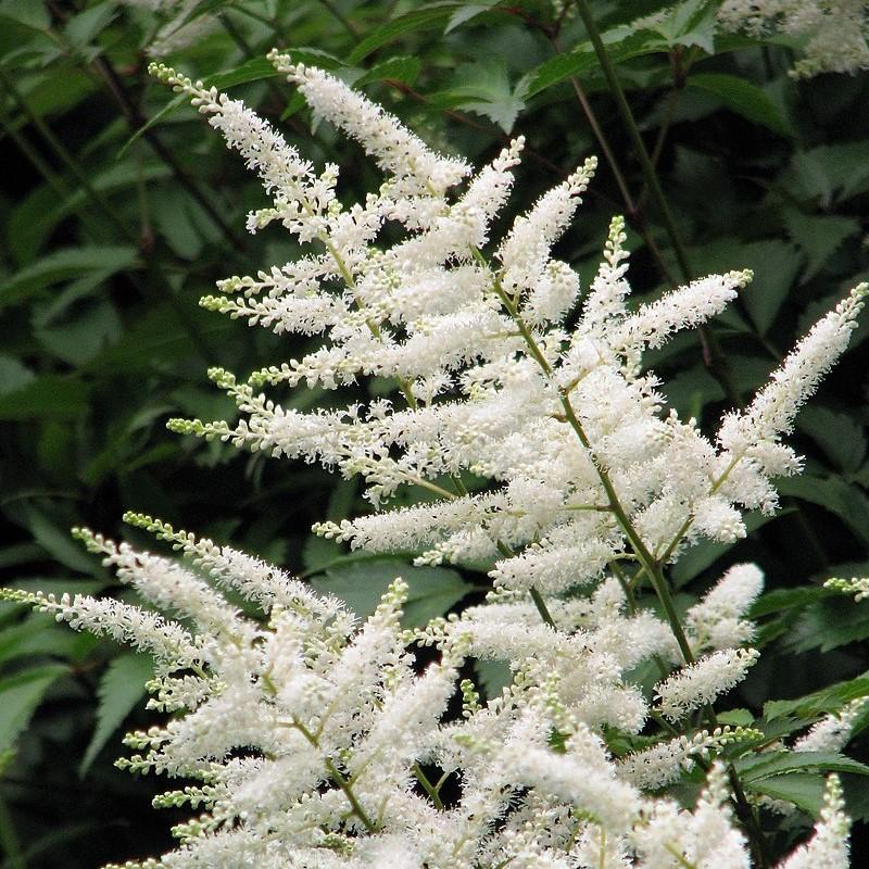 Deutschland Japanese Astilbe
