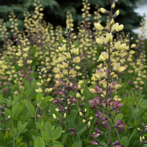 PW® Decadence® Deluxe Pink Lemonade False Indigo