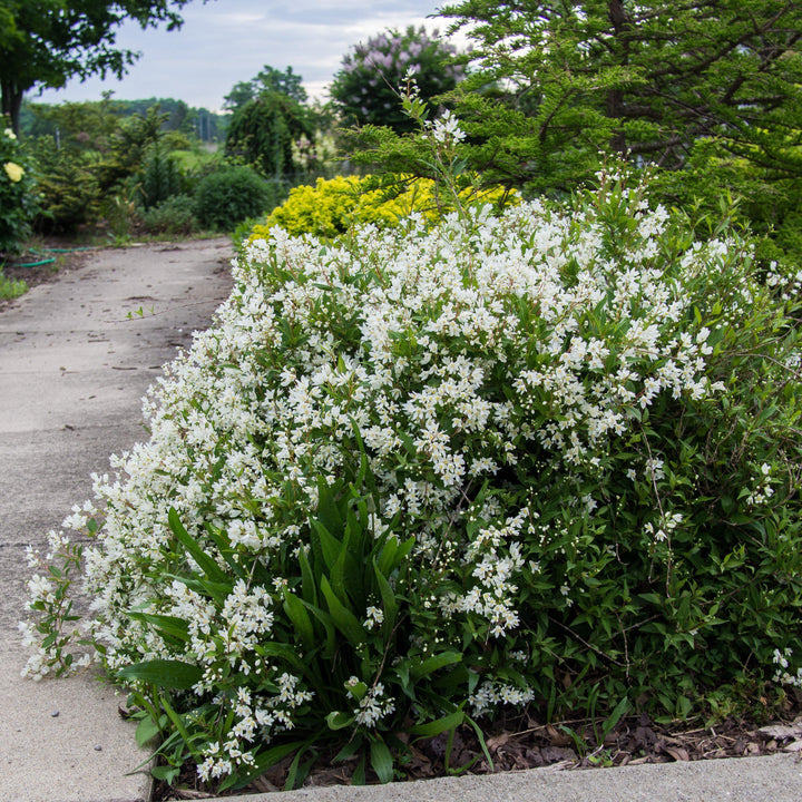 Dwarf Nikko Deutzia