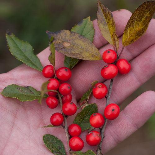 Little Goblin® Red Winterberry