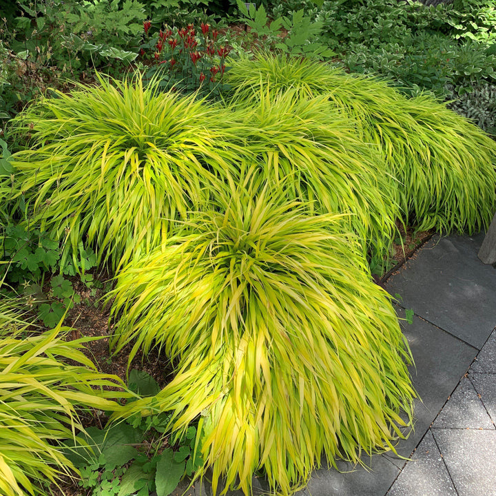 All Gold Japanese Forest Grass, Hakone Grass
