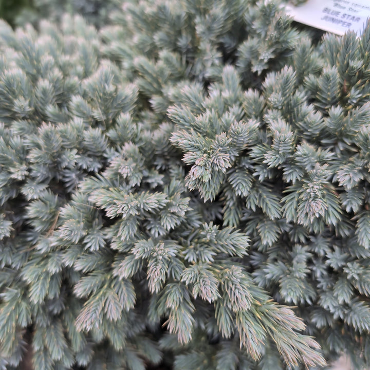 Blue Star Juniper