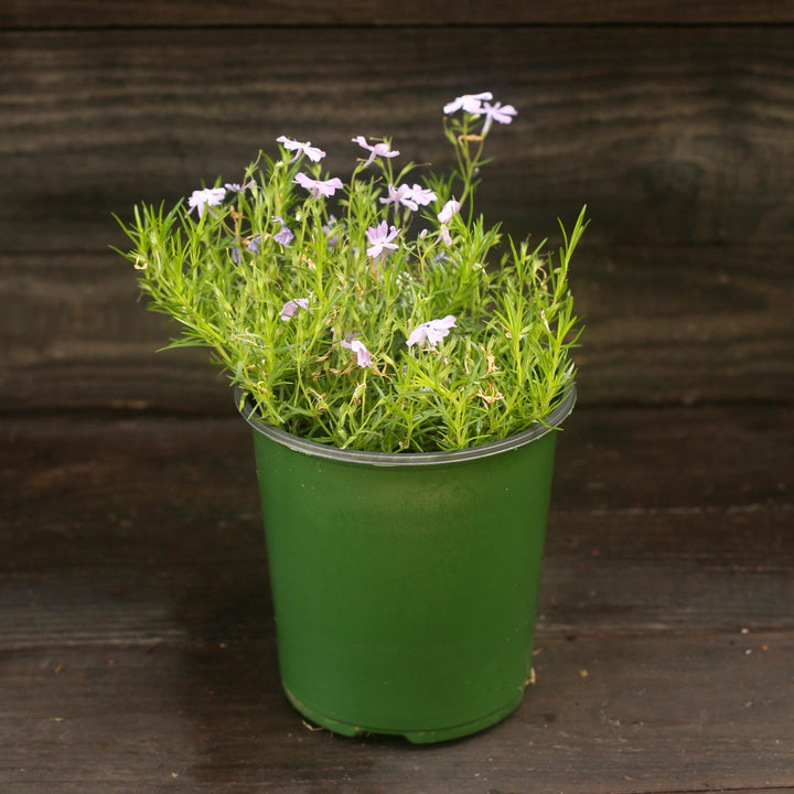 Emerald Blue Creeping Phlox