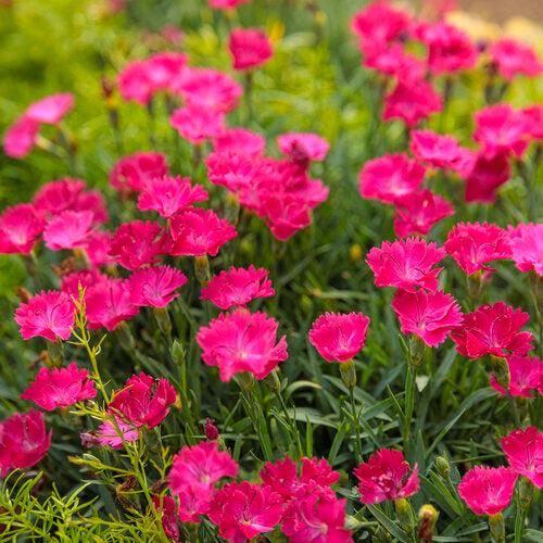 Paint the Town Magenta Dianthus