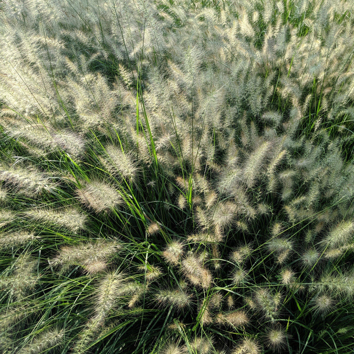 Pennisetum alopecuroides 'Hameln  - Hameln Fountain Grass