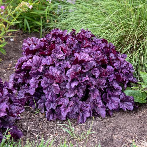 Dolce® Wildberry Heuchera