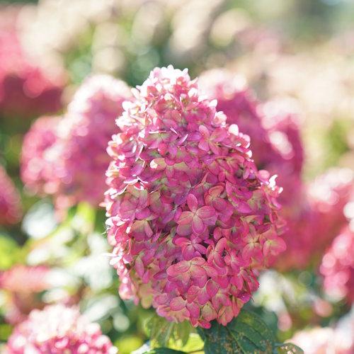 Proven Winners® Limelight Prime® Hydrangea