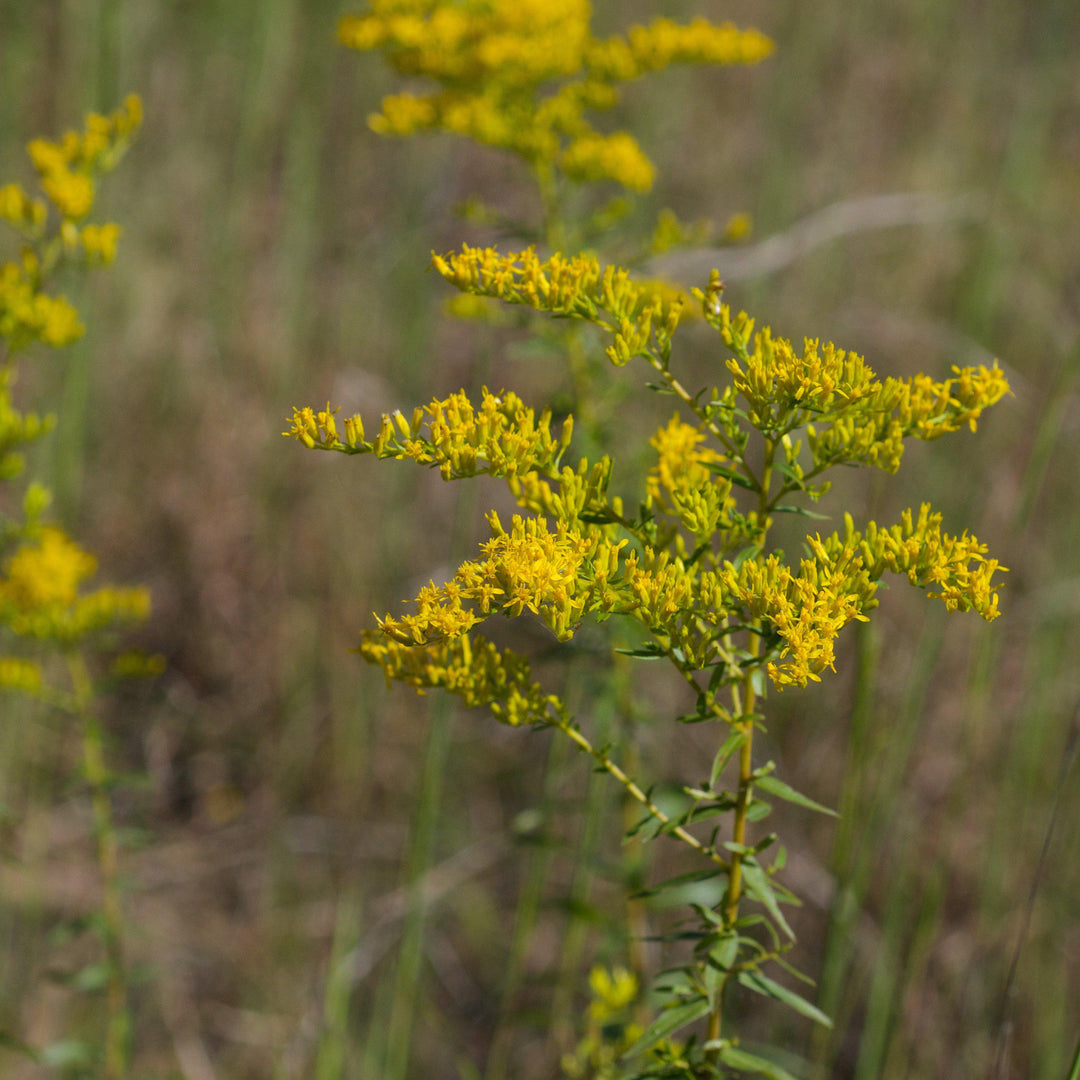 Solidago odora  - Anise Scented Goldenrod