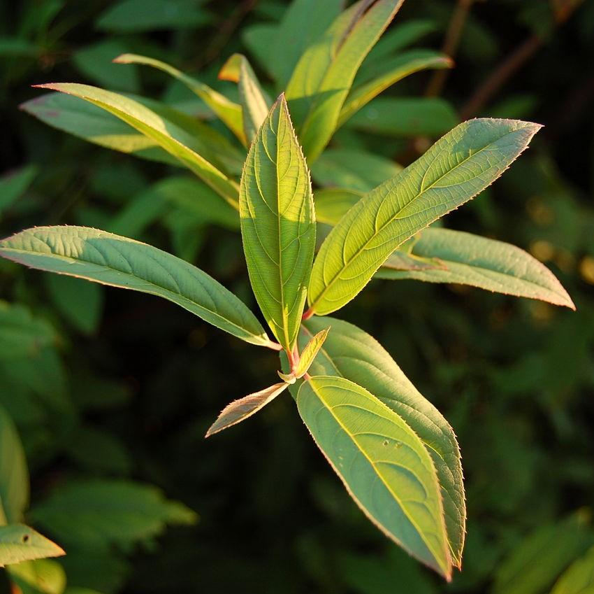 Itea virginica 'Henry's Garnet'  - Henry's Garnet Sweetspire