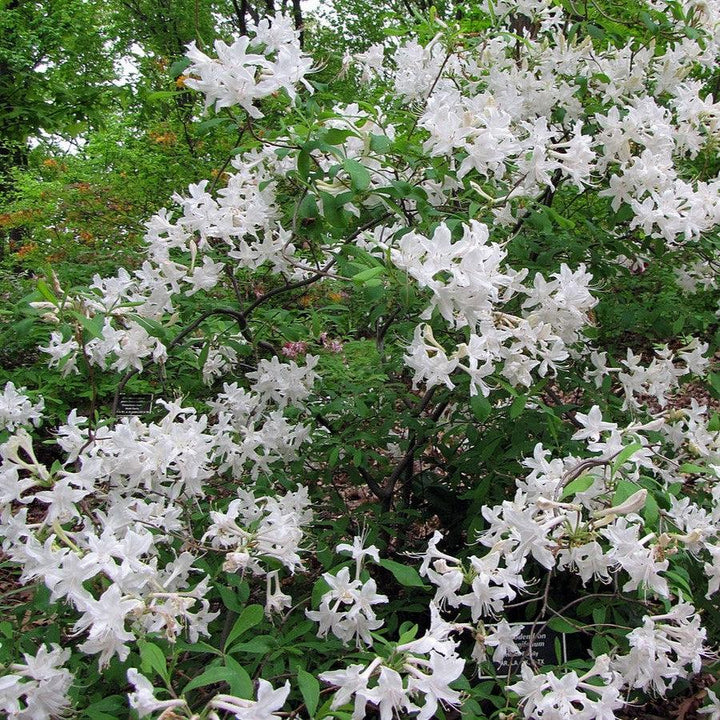 Rhododendron viscosum  - Swamp Azalea