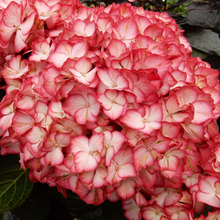 Kimono Hydrangea