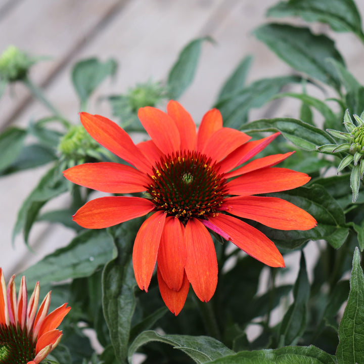 Cheyenne Spirit Echinacea, Coneflower