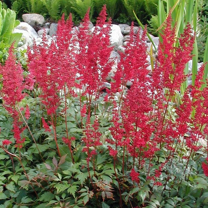 Fanal Astilbe