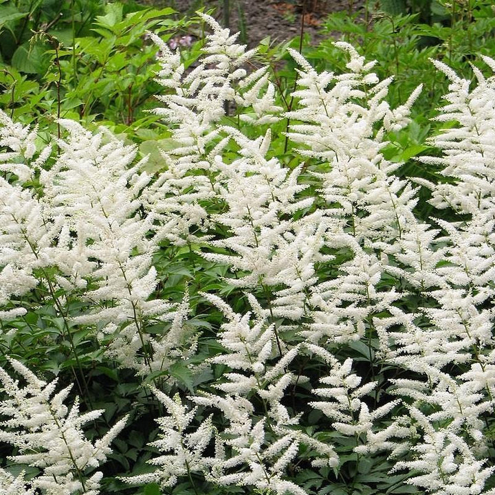 Deutschland Japanese Astilbe
