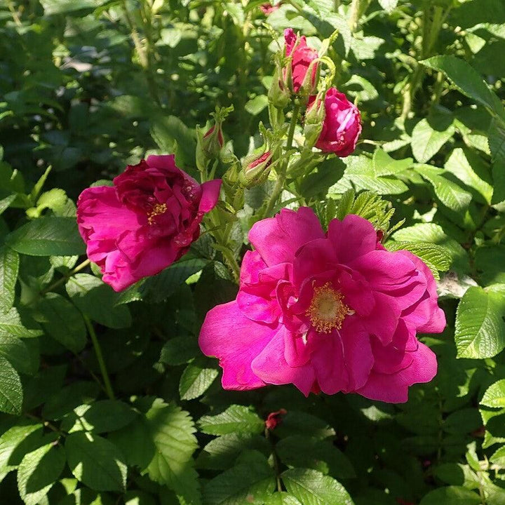 Purple Pavement Rugosa Rose