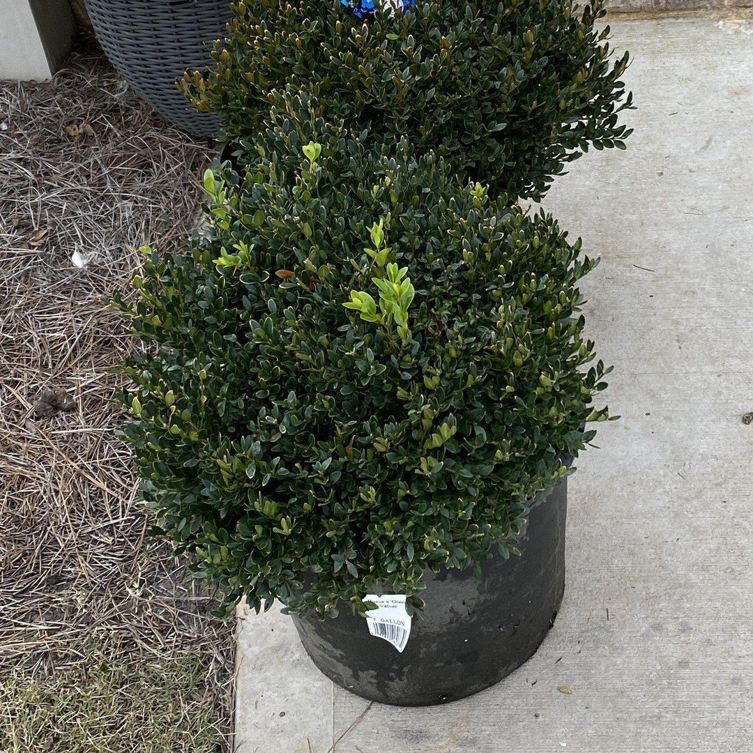 Green Velvet Boxwood