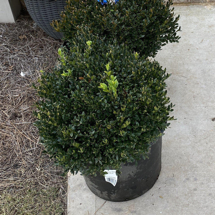 Green Velvet Boxwood