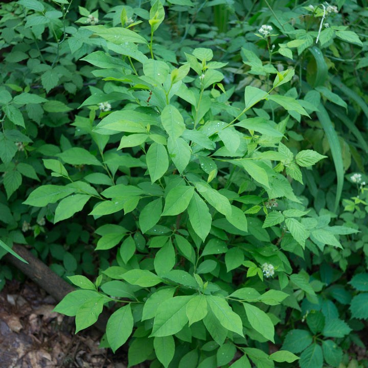 Spice Bush