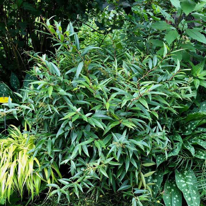Leucothoe fontanesiana 'ReJoyce'  - ReJoyce Leucothoe
