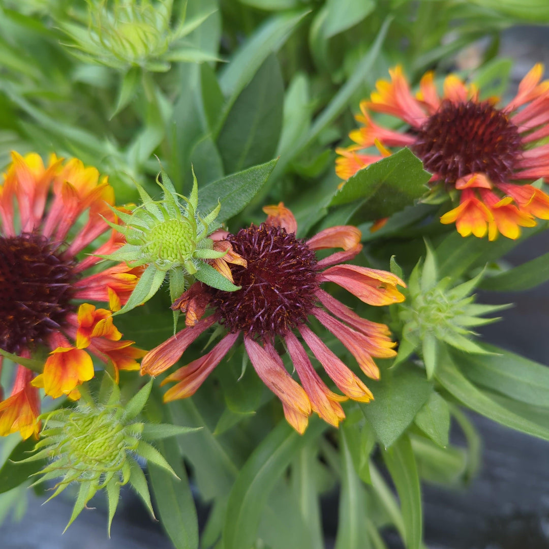 Gaillardia 'Copper Sun'  - Spintop™ Copper Sun Blanket Flower
