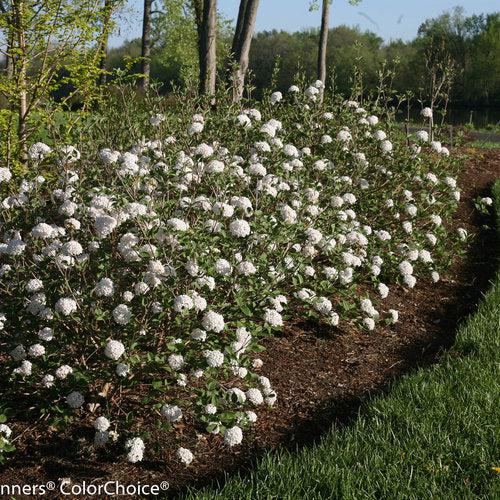 Spice Baby™ Koreanspice Viburnum
