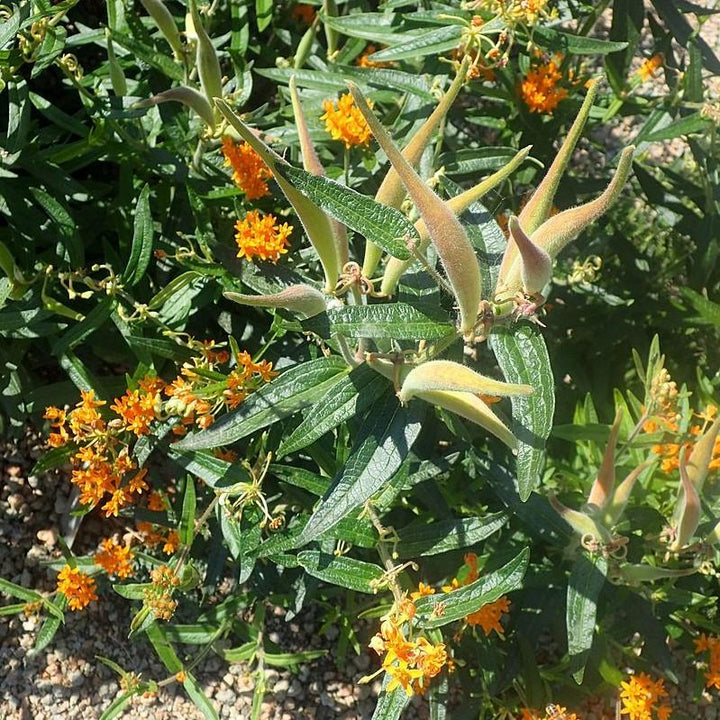 Butterfly Weed