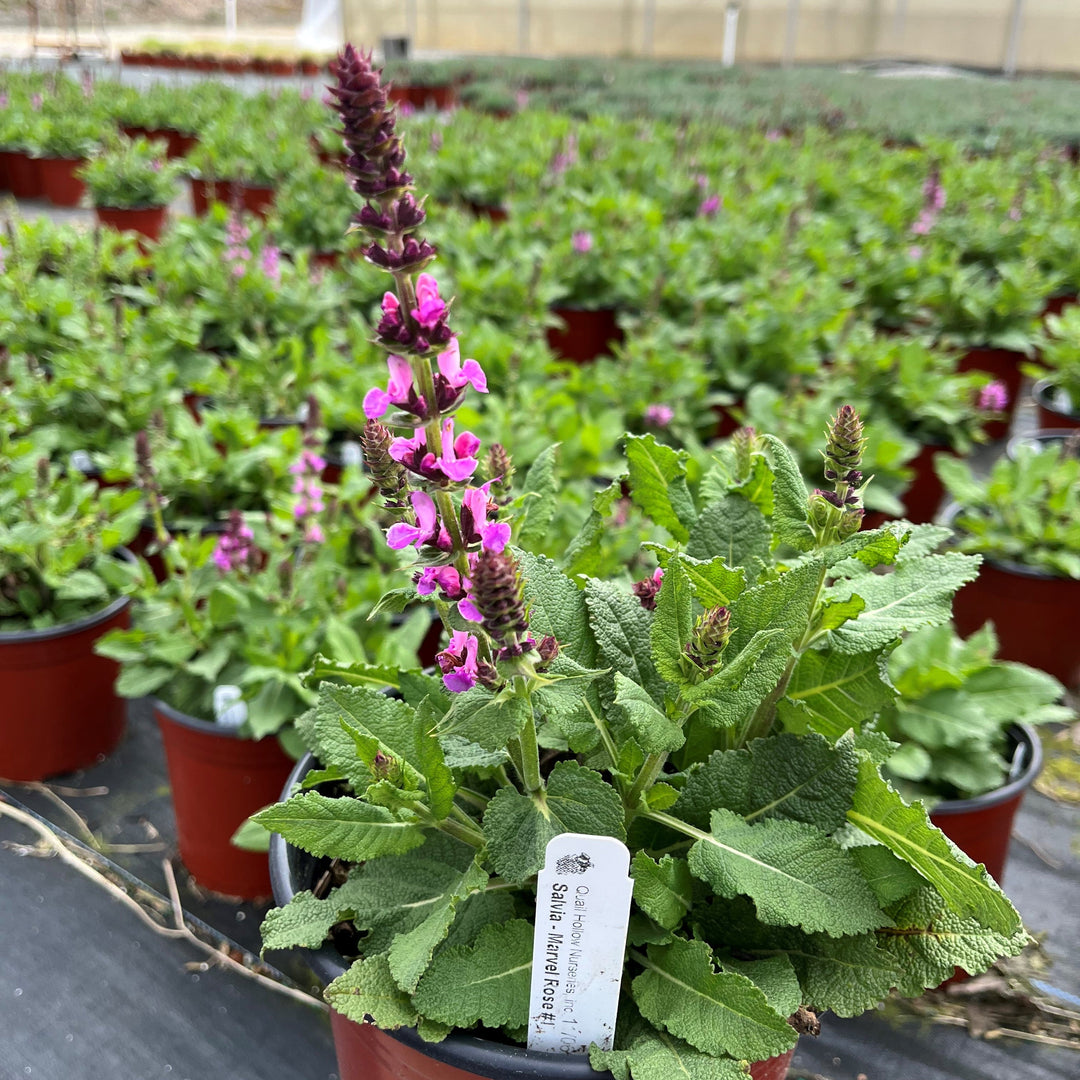 Rose Marvel Meadow Sage