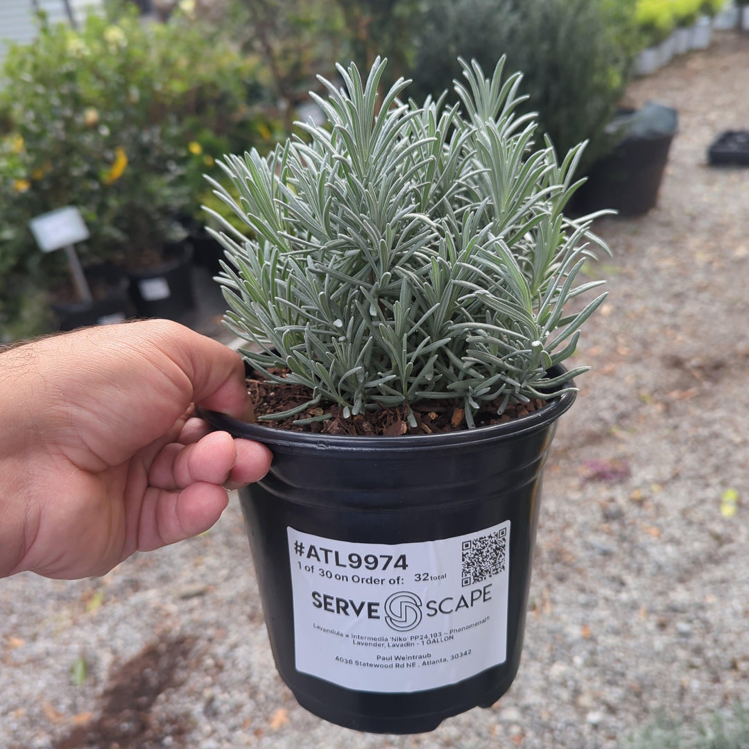 Phenomenal® Lavender, Lavadin