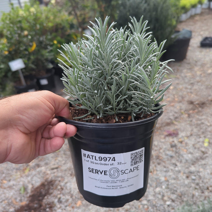 Phenomenal® Lavender, Lavadin