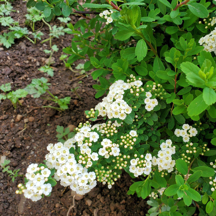 Snowmound Spirea