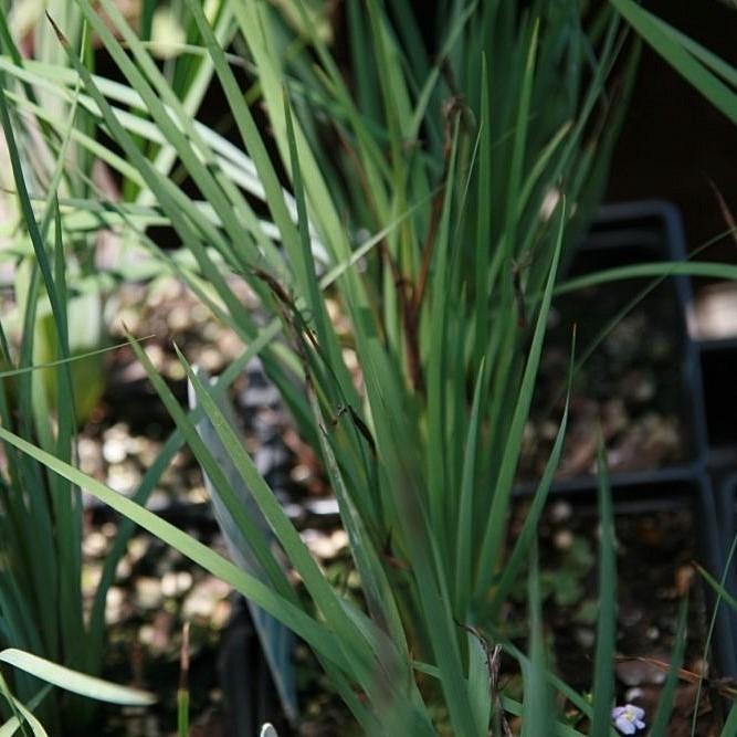 Lucerne Blue-Eyed Grass