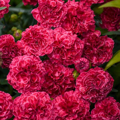 Fruit Punch® Raspberry Ruffles Dianthus