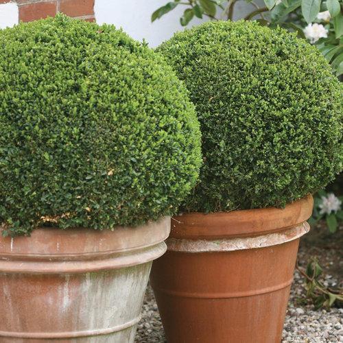 Sprinter® Boxwood