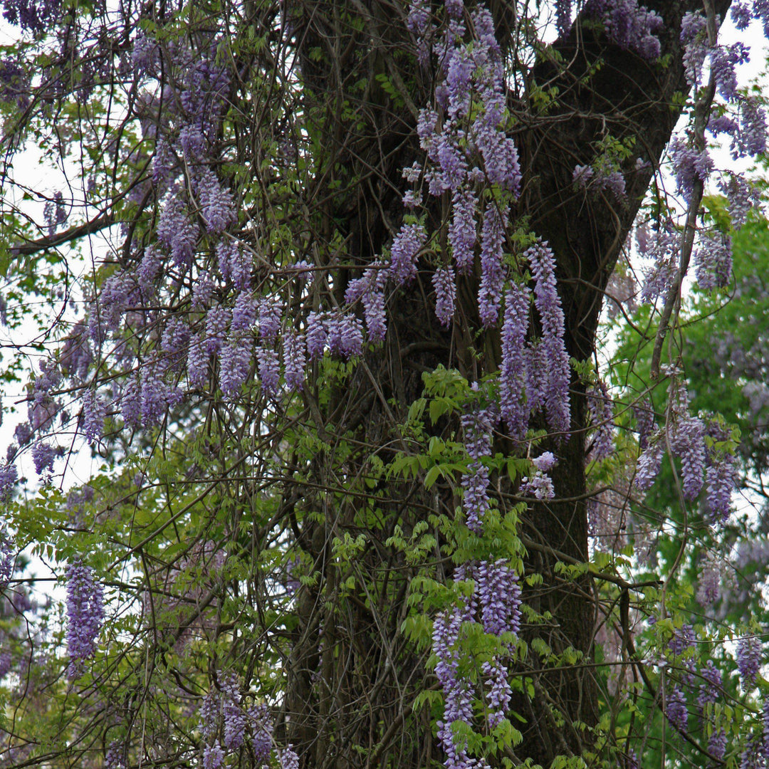 Amethyst Falls Wisteria