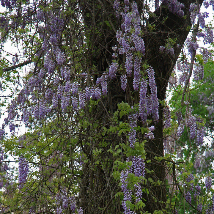 Amethyst Falls Wisteria