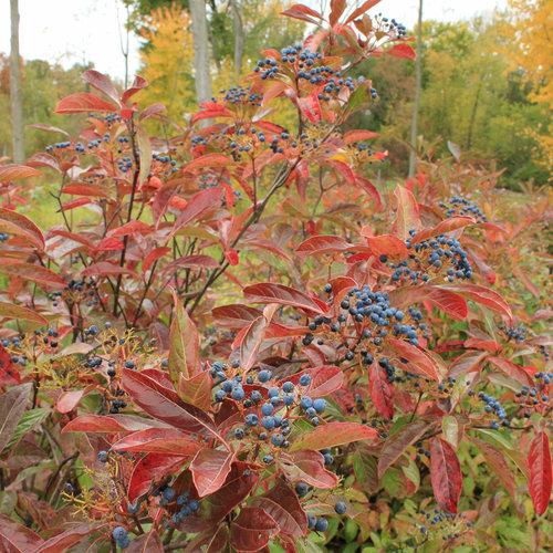 Brandywine™ Viburnum