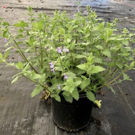 Junior Walker™  Catmint