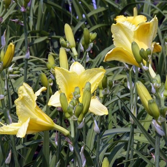 Happy Returns Daylily