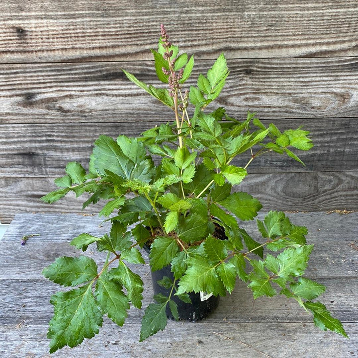 Visions Chinese Astilbe, False Goat's Beard