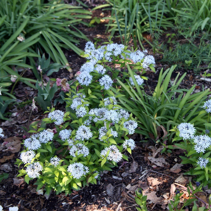 Blue Ice Blue Star