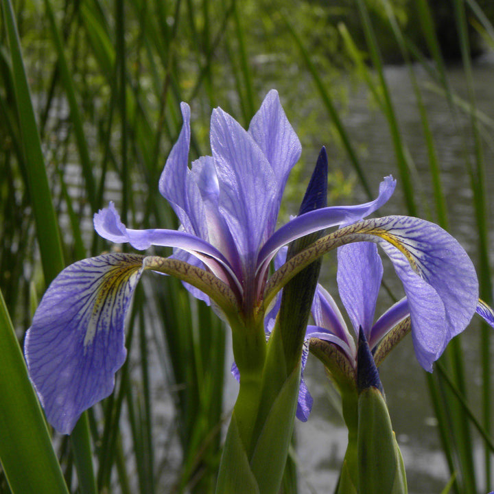 Northern Blue Flag Iris, Harlequin Blue Flag