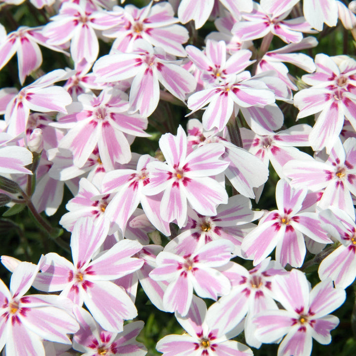 Candy Stripes Creeping Phlox