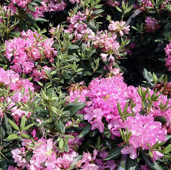 Roseum Elegans Rhododendron