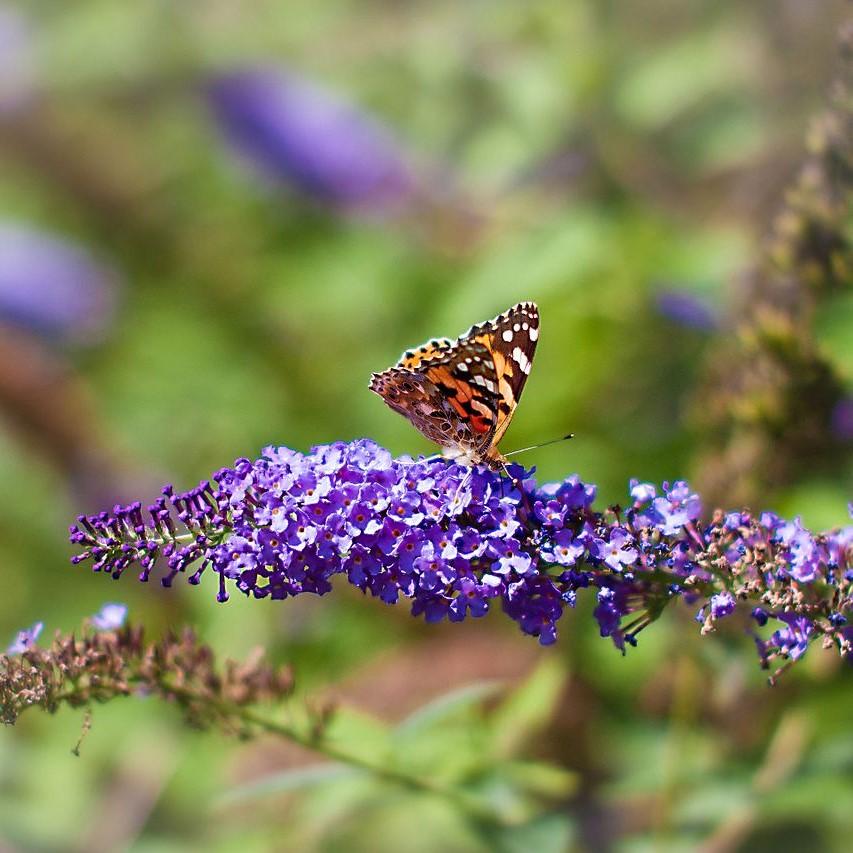 Buddleja davidii 'Nanho Blue'  - Nanho Blue Butterfly Bush