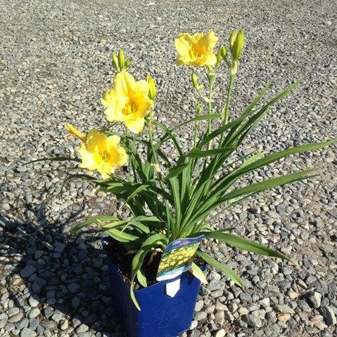Happy Returns Daylily