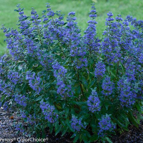 Beyond Midnight® Bluebeard