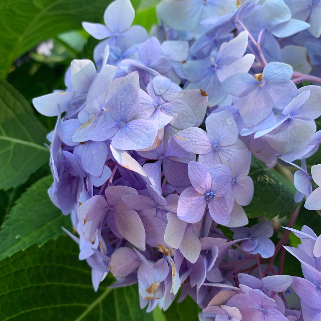 Endless Summer® The Original Hydrangea