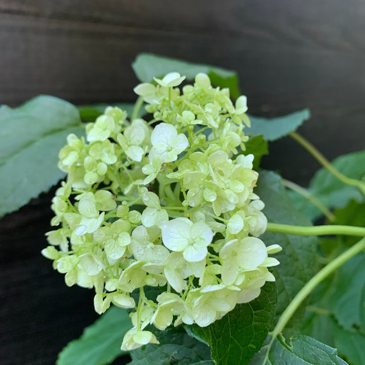Mophead Hydrangea, Annabelle Hydrangea