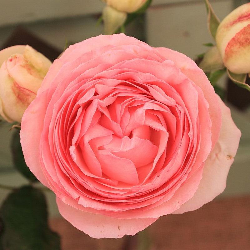 Eden® Rose